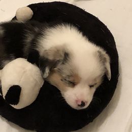 American Corgi and Pembroke Welsh Corgi Puppies from Red White & Bluie Corgi