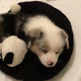 American Corgi and Pembroke Welsh Corgi Puppies from Red White & Bluie Corgi