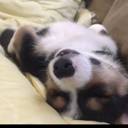 Pembroke Welsh Corgi Puppies from Twisted Little Corgis