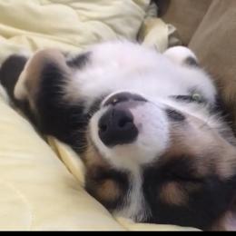 Pembroke Welsh Corgi Puppies from Twisted Little Corgis