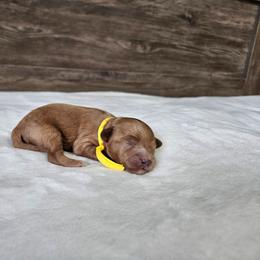 Yellow - Red female Cavapoo puppy in South Jordan, Utah from Lucky Doodle Pups