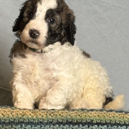 Amaryllis - Gray and white female Sheepadoodle puppy in Chesapeake, Virginia from Doodle-Cove