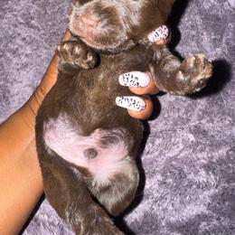 Male 1 - Liver male Miniature Schnauzer puppy in Pearland, Texas from K & S Schnauzers