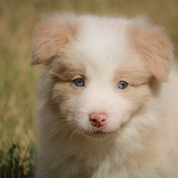 Girl 2 - Gold female Border Collie puppy in Dallas, Texas from Effervescent Border Collies