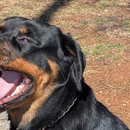 Rottweilers from Scottline kennelz