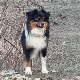 Buzz - Miniature American Shepherd