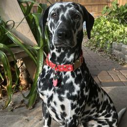 Bubbles - Dalmatian