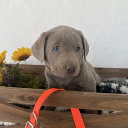 Orange collar - Silver male Dilute Retriever puppy in Teton County, Montana from East Front Labradors & Treasure State Schnauzers
