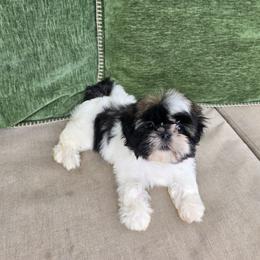 Maggie - Tricolor female Shih Tzu puppy in Turbotville, Pennsylvania from Melanie's Little Lions