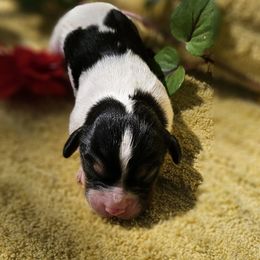 Ozzy - Tri-color male Cavalier King Charles Spaniel puppy in Charity, Missouri from Missouri. Cavaliers