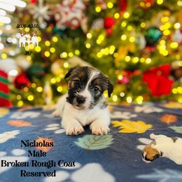 Nicholas - White and tan male Russell Terrier puppy in Lufkin, Texas from Dixie-Rose JRT