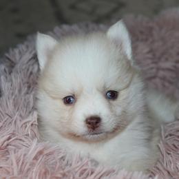 Honey - Merle female Pomsky puppy in Uintah County, Utah from Bingo's Wolfhounds, Lollipop Pomskies
