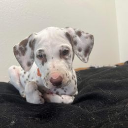 Dalmatian Puppies from Louisiana Roux Dalmatians