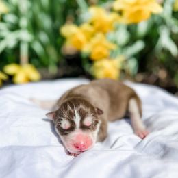 Siberian Husky Puppies from Wooly Woof Siberians