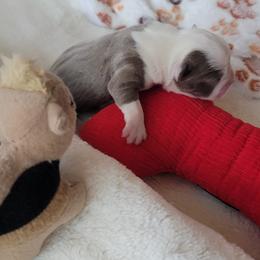 Finn - Seal and white male Boston Terrier puppy in Katy, Texas from Mei's Boston Terriers