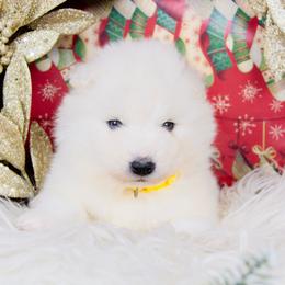 Willow - White and biscuit female Samoyed puppy in West Jordan, Utah from Rocky Mountain Samoyeds