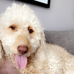 iyla - Goldendoodle