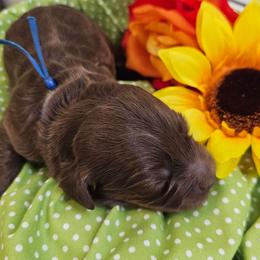 Robin, Blue collar - Brown male Cockapoo puppy in Pell City, Alabama from FurEver Young Kennels