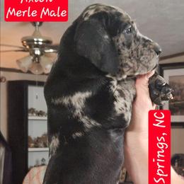 Axton - Merle male Great Dane puppy in Biscoe, North Carolina from Clouser's Bodacious Danes & Miniature Schnauzers
