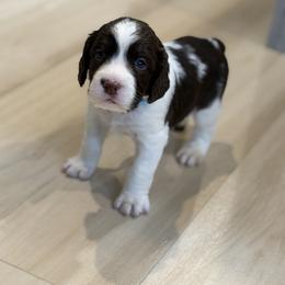 Arden - White and liver male English Springer Spaniel puppy in Lufkin, Texas from Shifletknights Springer Spaniels