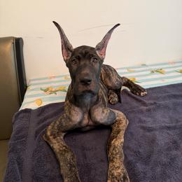 India - Indy - Brindle female Great Dane puppy in Naples, Florida from Above The Salt Danes