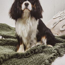Leo - Cavalier King Charles Spaniel