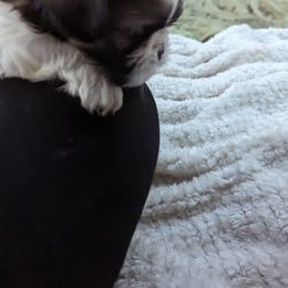 Shih Tzu Puppies from We Shih Tzu Not!