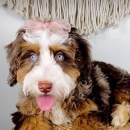 Bernedoodle and Goldendoodle Puppies from Teddy Puppies