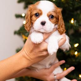 Cavalier King Charles Spaniel Puppies from Cane Creek Cavaliers