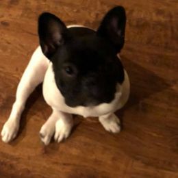 Boston Terrier, Bulldog, and French Bulldog Puppies from JP Ranch Bulldogs