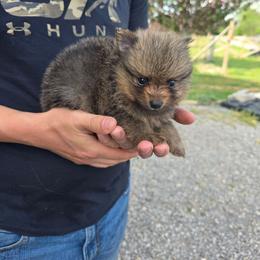 Henry - Blue and tan male Pomeranian puppy in Chattanooga, Tennessee from Valley Poms