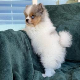 Artic - Blue merle male Pomeranian puppy in San Jacinto, California from Savvypomeranians