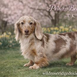 Flora - Dachshund