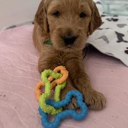 GUS - Red  male Goldendoodle puppy in Porter Ranch, California from Jasperdoodle.com