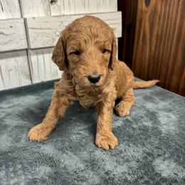 White Collar Girl - Red  female Goldendoodle puppy in Alvin, Texas from JP Southern Doodles