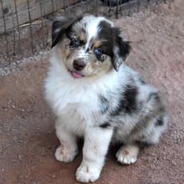 Arroyo - Red merle female Australian Shepherd puppy in San Tan Valley, Arizona from Mott Ranch - Blazin' Sun Aussies