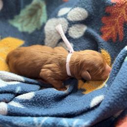 Bonnie - Red  female Goldendoodle puppy in Wharton, Texas from Little Fur Friends