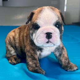 Big Mac - Red brindle and white male Bulldog puppy in Lutz, Florida from Romanov’s  Bulldogs