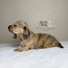 Brindle dapple piebald Boy - Brindle male Dachshund puppy in Merced, California from The Graceful Dachshund Kennel