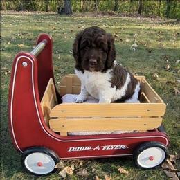 Ross - male Newfypoo puppy in South Haven, Minnesota from Hidden Haven Poodles and Doodles