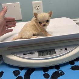 Chihuahua Puppies from Bayberry Chihuahuas