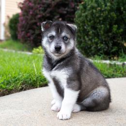 Iselda - Agouti and white female Siberian Husky puppy in Greenville, North Carolina from Ivie Huskies