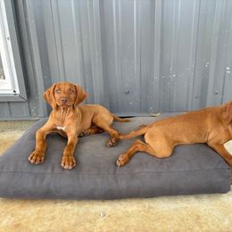 Vizsla Puppies from Wint Smith Vizslas