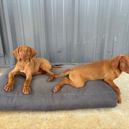 Vizsla Puppies from Wint Smith Vizslas