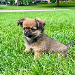 Thea - Black sabled fawn female Chihuahua puppy in Dayton, Ohio from Petite Pups Chihuahuas