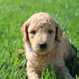 Goldendoodle Puppies from Lincoln Goldendoodles