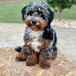 Assorted Doodle Crosses, Aussiedoodle, Bernedoodle, Goldendoodle, and Sheepadoodle Puppies from Happy Top Doodles