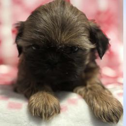 Hank - Red male Shih Tzu puppy in Sharon, Pennsylvania from Keystone Danes and Shih tzus