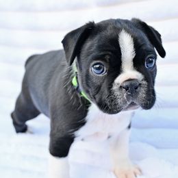 Blinky - Seal and white male Boston Terrier puppy in Plymouth, New Hampshire from Punk Kennels