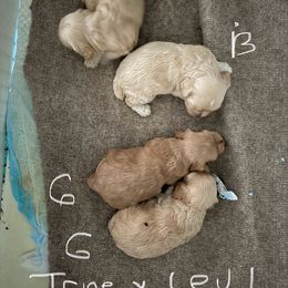 Cockapoo puppies from Camic Cockapoos